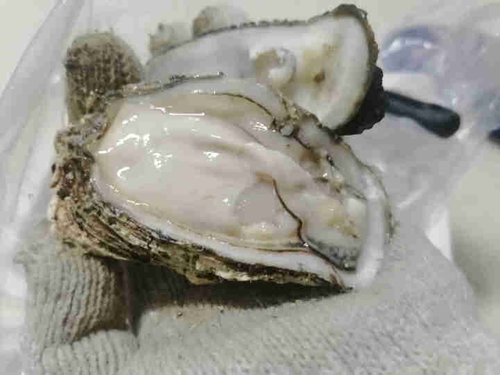 鲜博汇 鲜活程村生蚝 刺身生蚝 牡蛎海蛎子 大蚝 2.5kg （20,第3张