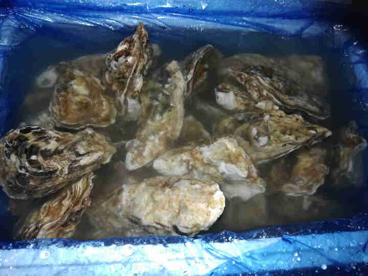 【鲜活】鲜海道 乳山生蚝 鲜活牡蛎2.5kg 新鲜海蛎子 海鲜水产生蚝 L号（约25,第3张