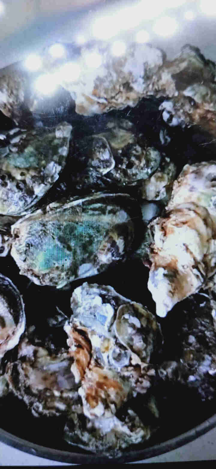 鲜博汇 鲜活程村生蚝 刺身生蚝 牡蛎海蛎子 大蚝 2.5kg （20,第3张