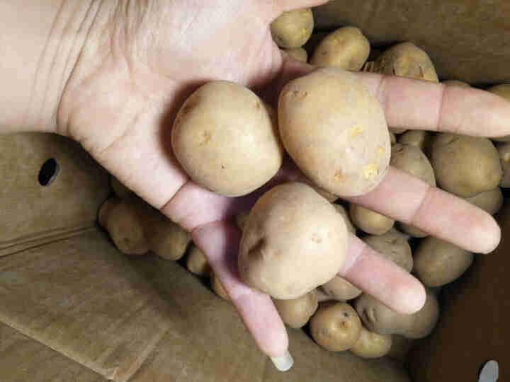 农夫森林恩施富硒小土豆新鲜马尔科迷你小土豆黄心马铃薯高山米拉洋芋 硬币大小 5斤/10斤礼盒装 3斤礼盒装（银币大小）怎么样，好用吗，口碑，心得，评价，试用报告,第3张