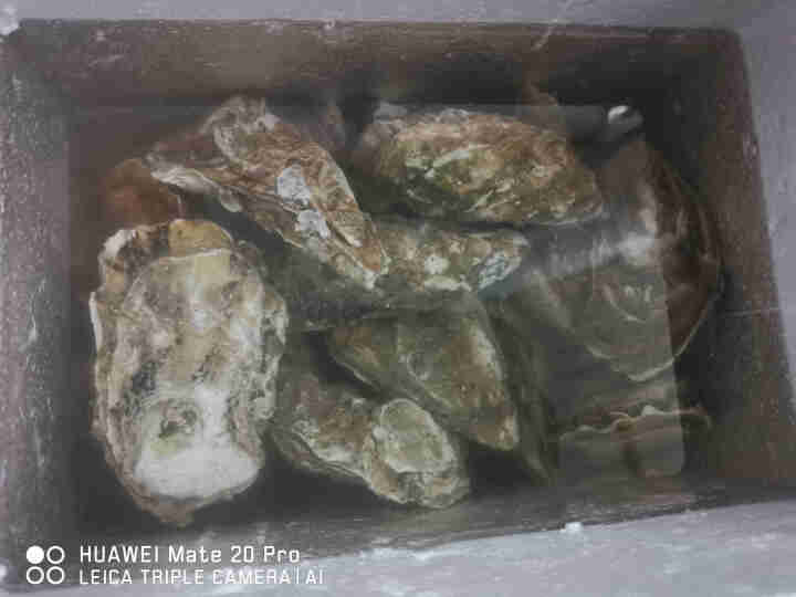 【活鲜】乳山生蚝鲜活 5斤装整箱 鲜海道 生鲜 贝类 新鲜海蛎子 净重2kg 牺牲包赔 店长力荐XL号，90,第2张