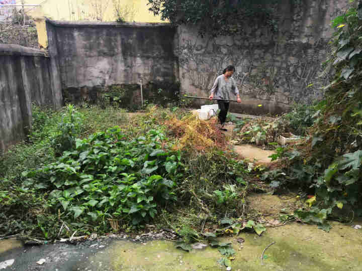 金德兰州百合食用新鲜甜百合种球母子种子 250克怎么样，好用吗，口碑，心得，评价，试用报告,第4张