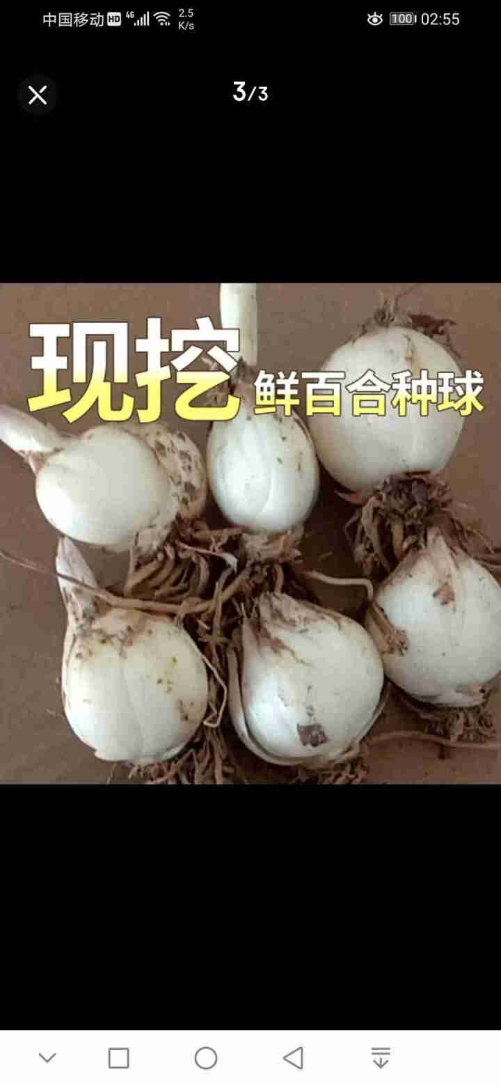 金德兰州百合食用新鲜甜百合种球母子种子 250克怎么样，好用吗，口碑，心得，评价，试用报告,第3张