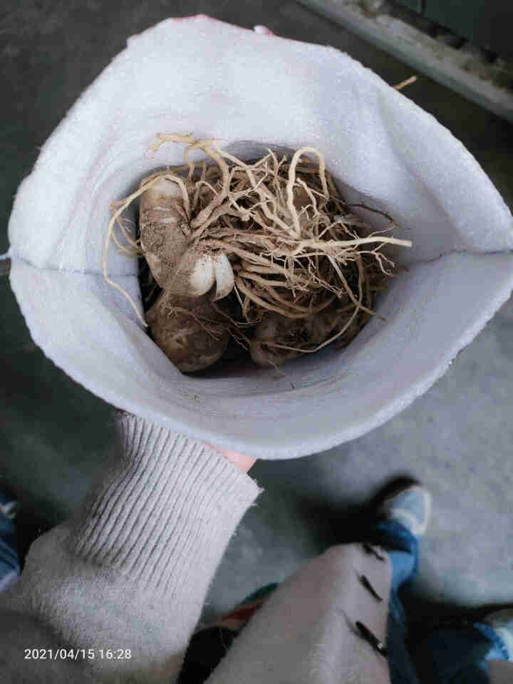 金德兰州百合食用新鲜甜百合种球母子种子 250克怎么样，好用吗，口碑，心得，评价，试用报告,第2张