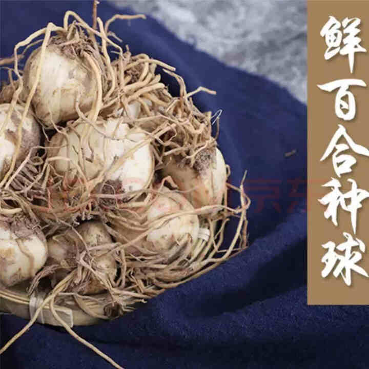 金德兰州百合食用新鲜甜百合种球母子种子 250克怎么样，好用吗，口碑，心得，评价，试用报告,第2张