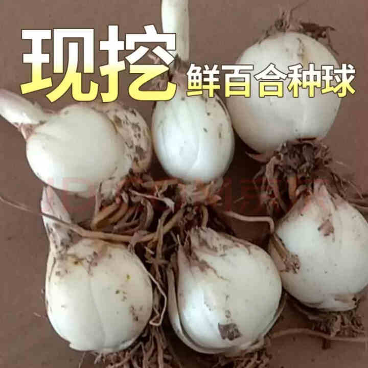 金德兰州百合食用新鲜甜百合种球母子种子 250克怎么样，好用吗，口碑，心得，评价，试用报告,第2张