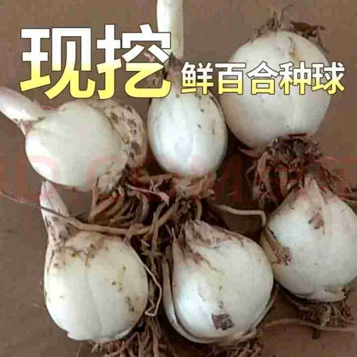 金德兰州百合食用新鲜甜百合种球母子种子 250克怎么样，好用吗，口碑，心得，评价，试用报告,第4张