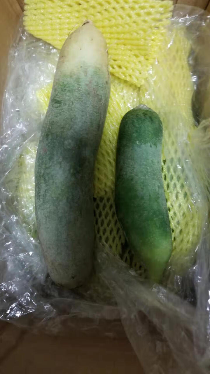 【京东农场】潍坊潍县水果青萝卜 白萝卜约2.5kg 火锅食材 坏果包赔 产地直发怎么样，好用吗，口碑，心得，评价，试用报告,第3张