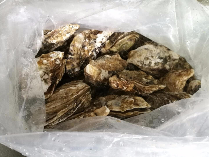 森珍绿业 山东青岛 鲜活生蚝 海蛎子 2500g 袋装怎么