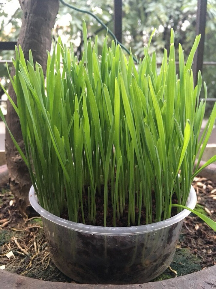 民生源小猫草种子猫咪草小麦草四季种植可水培盆栽猫猫喜欢吃的草300