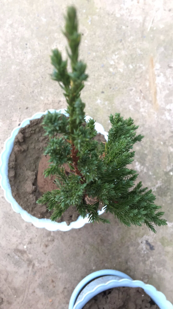 春扈 地柏花苗 铺地柏 可作盆栽观赏 装饰室内和庭院