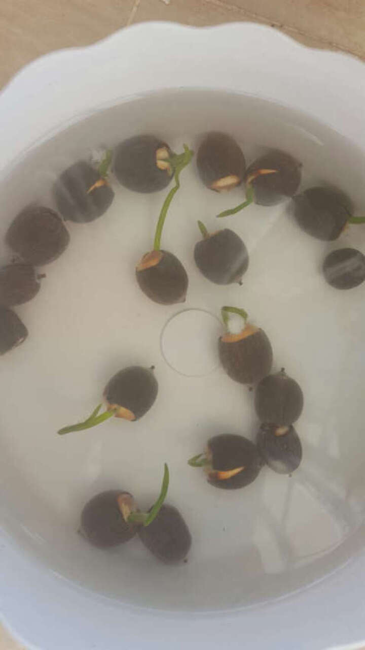 已开口20碗莲种子根快粒优质碗莲含盆套餐睡莲莲藕荷花种子根快水培