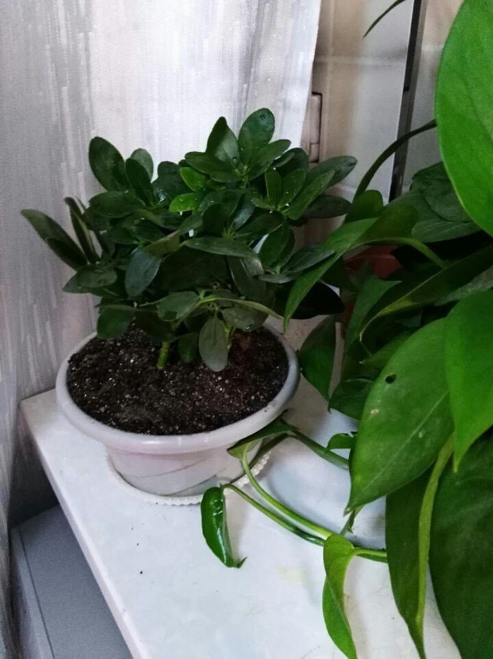 七叶莲盆栽鹅掌柴去尼古丁鸭脚木四季常青植物室内客厅吸甲醛绿植 七