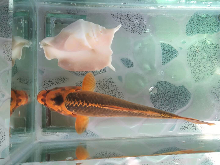 琅河水族 锦鲤鱼活体冷水观赏鱼多品类精选 松叶 16-18cm怎么样,好用