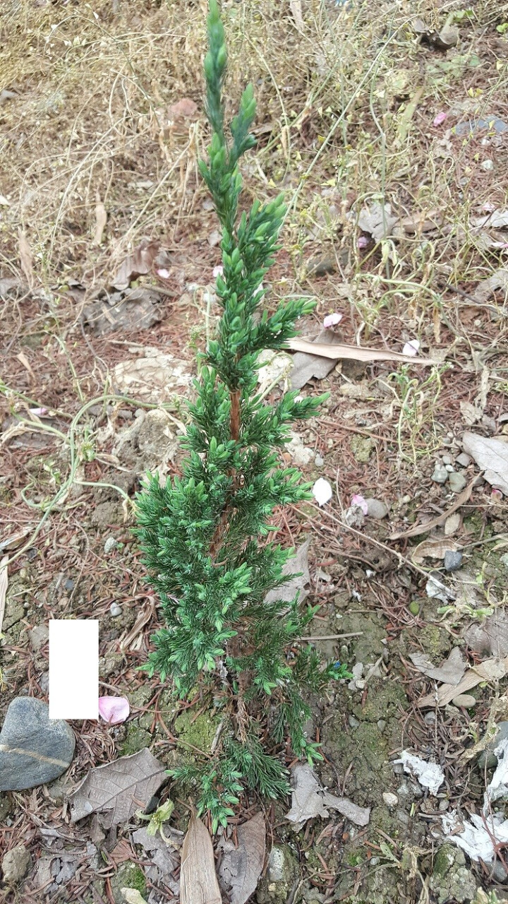 春扈 地柏花苗 铺地柏 可作盆栽观赏 装饰室内和庭院