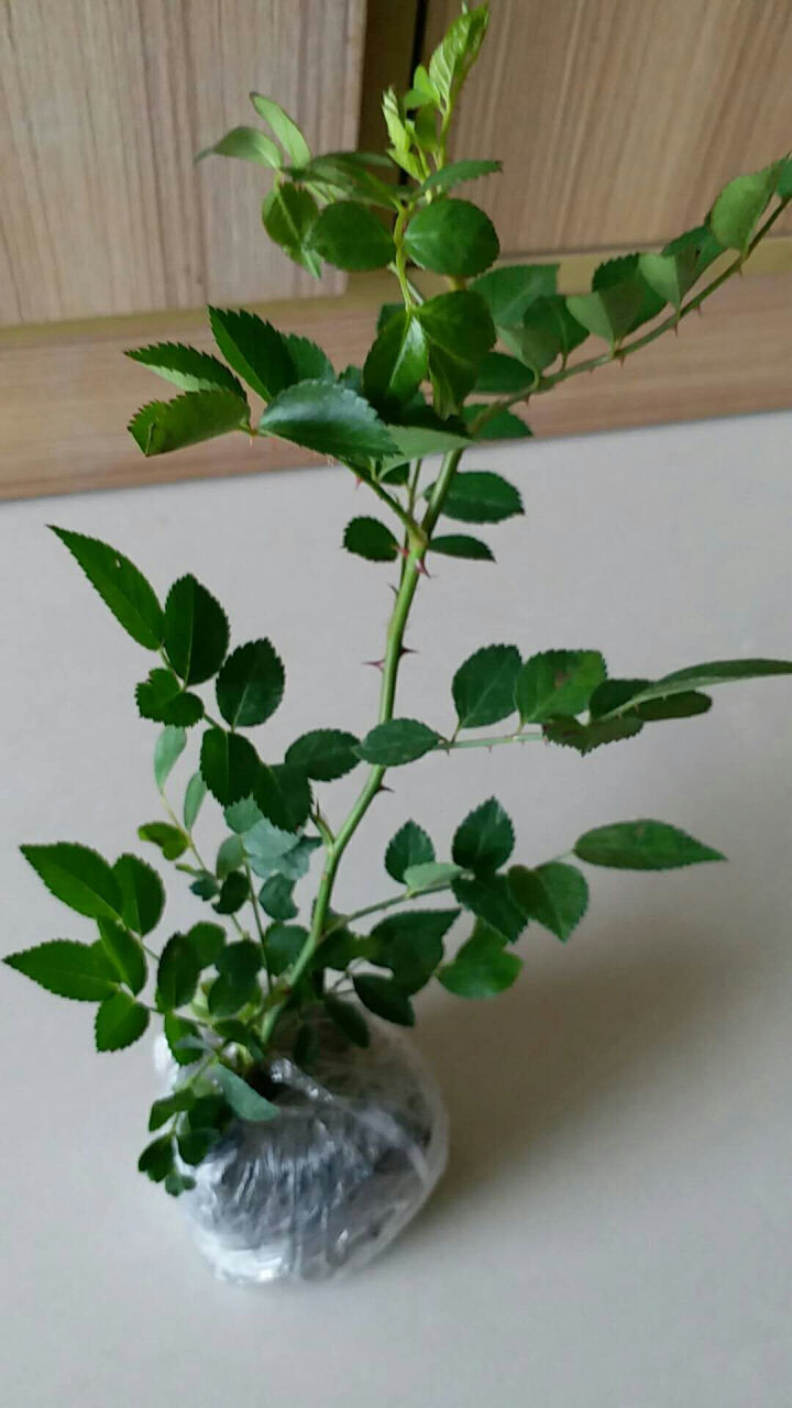 木香花苗庭院阳台木香苗七里香盆栽爬藤植物浓香黄木香白木香红木香