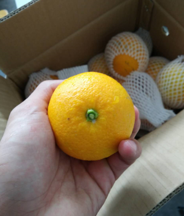 【免运费】16年新橙子 秭归脐橙九月红新鲜水