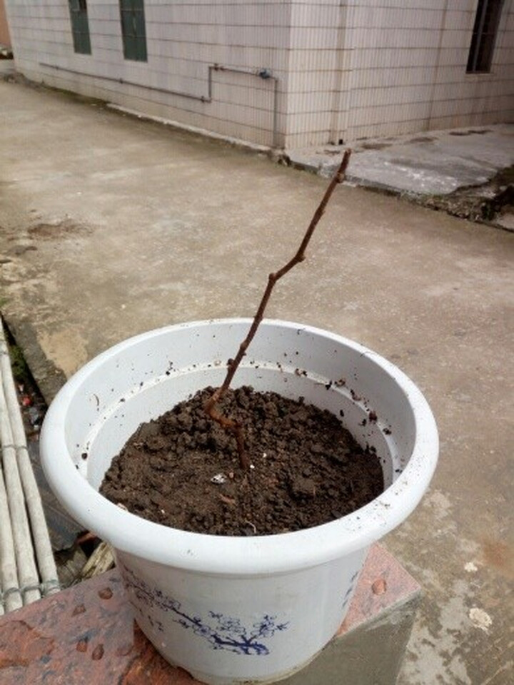 庭院果树 盆栽地栽苗 葡萄苗 无花果 樱桃苗 杏