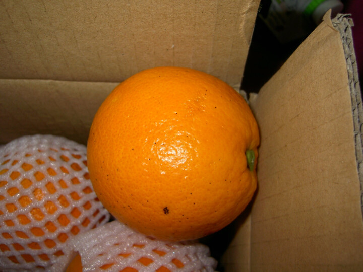 绿净农场 橙子 湖北秭归 伦晚脐橙 新鲜水果 甜