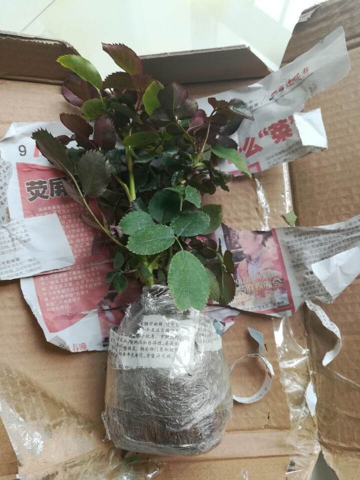 春之俏 月季花苗 绿植花卉盆栽玫瑰花苗 欧洲藤