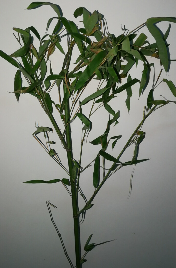 苗青竹苗金镶玉竹苗庭院绿植竹苗庭院围墙植物盆栽地栽青竹直径1cm