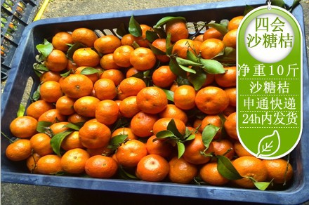 四会沙糖桔产地15发市场在哪里