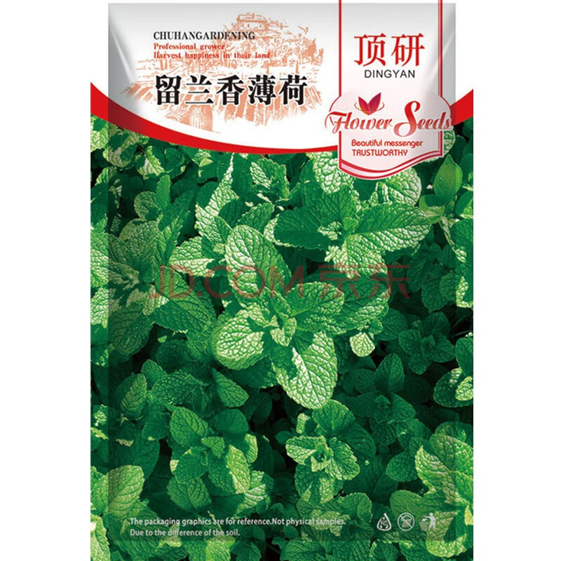 顶研芳香花卉 顶研薄荷种子柠檬薄荷罗勒芳香植物庭院种植留兰香薄荷种子约500粒 行情报价价格评测 京东