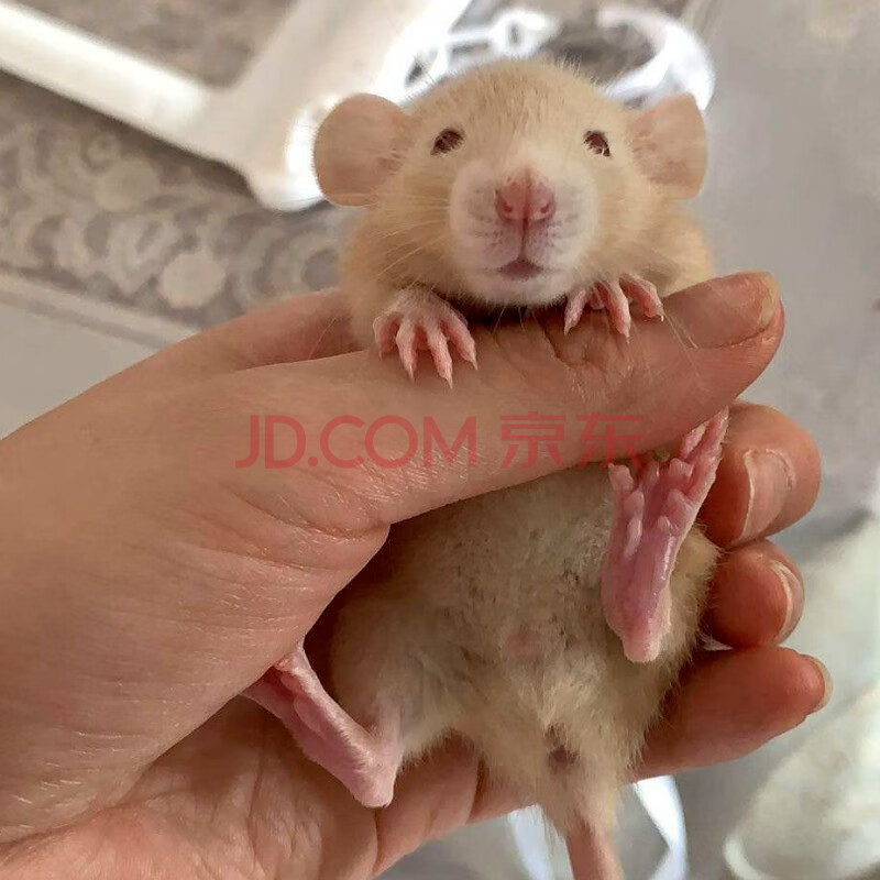 Double Yellow花枝鼠活体幼崽家养温顺高智商小型宠物鼠活物可爱亲人金色 图片价格品牌报价 京东 Double Yellow花枝鼠活体幼崽家养温顺高智商小型宠物鼠活物可爱亲人金色 图片价格品牌报价 京东