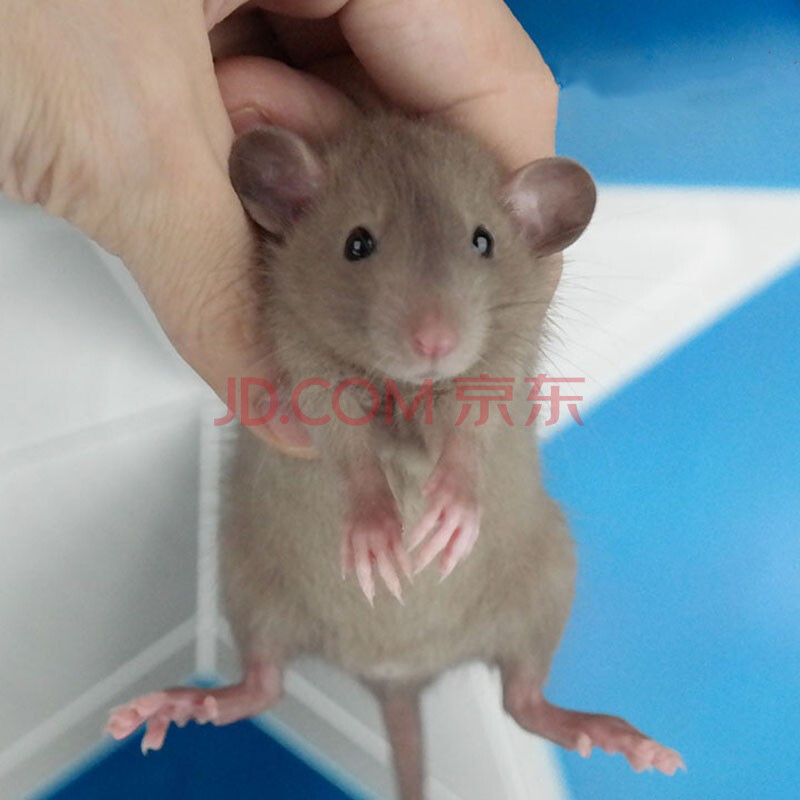 Double Yellow花枝鼠活体幼崽家养温顺高智商小型宠物鼠活物可爱亲人咖啡色飞象耳 图片价格品牌报价 京东 Double Yellow花枝鼠活体幼崽家养温顺高智商小型宠物鼠活物可爱亲人咖啡色飞象耳 图片价格品牌报价 京东