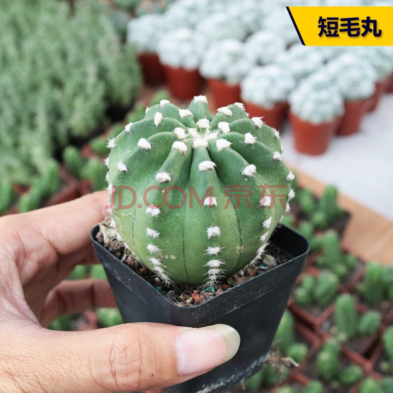 仙人球合集星兜组合套餐鸾凤玉多肉植物仙人掌盆栽开花短毛丸3 4cm 裸根不带土 图片价格品牌报价 京东 仙人球合集星兜组合套餐鸾凤玉多肉植物仙人掌盆栽开花短毛丸3 4cm 裸根不带土 图片价格品牌报价 京东