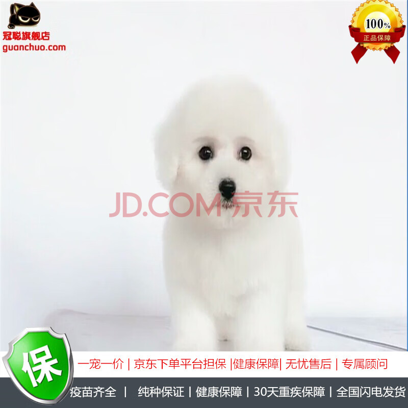 冠聪纯种比熊犬幼犬活体法国卷毛比熊犬茶杯型玩具比熊宝宝白色比熊狗小体比熊犬活体宠物狗狗比熊犬宠物狗狗宠物a级公 图片价格品牌报价 京东 冠聪纯种比熊犬幼犬活体法国卷毛比熊犬茶杯型玩具比熊宝宝白色比熊狗小体比熊犬活体宠物狗狗比熊犬宠物狗狗宠物a级公 图片价格品牌报价 京东