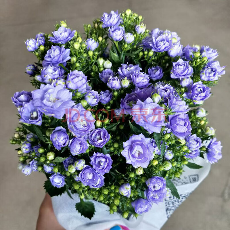 重瓣丹麦风铃梦露花盆栽带花苞蓝紫色风铃花四季开花室内阳台花卉柚公主梦露风铃花 中树脂 重瓣不含盆 图片价格品牌报价 京东 重瓣丹麦风铃梦露花盆栽带花苞蓝紫色风铃花四季开花室内阳台花卉柚公主梦露风铃花 中树脂 重瓣不含盆 图片价格品牌报价 京东
