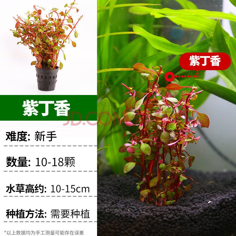 鱼缸水草植物真草造景套餐蜈蚣阴性增氧趴地矮珍珠活懒人水榕沉木紫丁香 1颗 图片价格品牌报价 京东