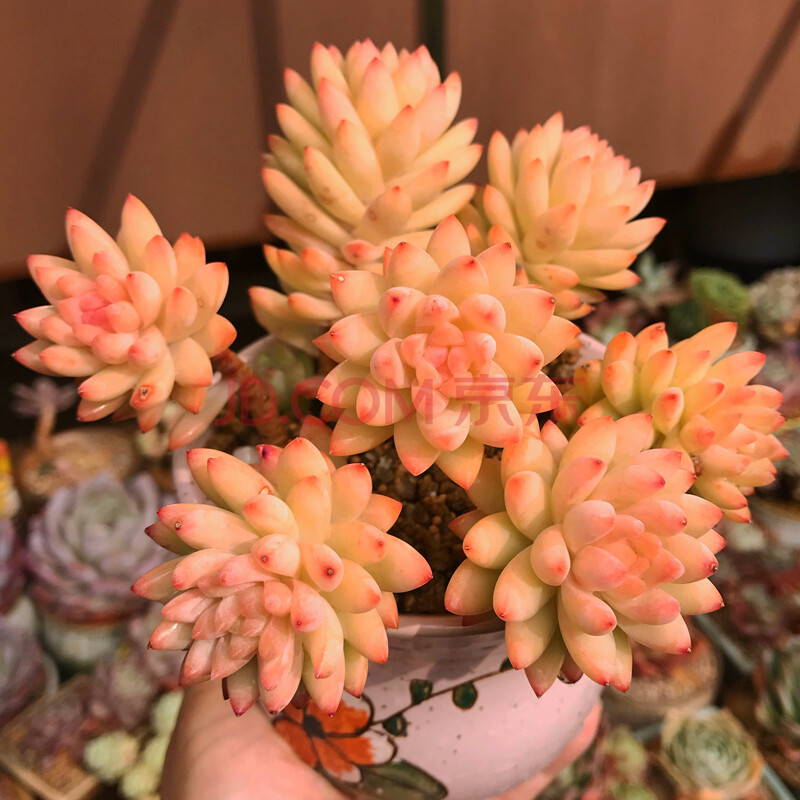 红粉台阁多肉植物精品组合盆栽萌肉肉室内净化空气小盆景绿植花卉柠檬黄树冰大多头老桩不含盆 图片价格品牌报价 京东