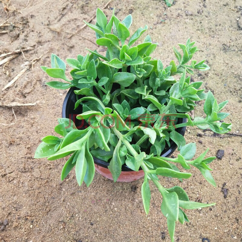 牡丹吊兰 穿心莲花曼草锦盆栽花卉室内植物美观易种植牡丹吊兰 穿心莲不含盆 图片价格品牌报价 京东