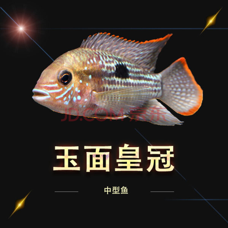 易萌宠物热带观赏鱼玉面皇冠罗汉鱼肯梅塔绿菠萝地图鱼活体中型鱼淡水活体玉面皇冠3 4厘米苗特价5条 图片价格品牌报价 京东