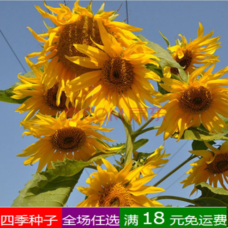 观赏向日葵种子向阳花种子矮向日葵种子盆栽向日葵食用瓜子种子多日葵花向日葵30粒 不含盆土 图片价格品牌报价 京东