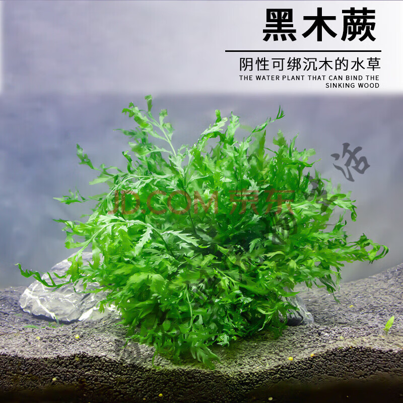 黑木蕨阴性水草鱼缸草缸水晶虾缸沉木造景植物布景活体自养水中叶搭啵兔黑木蕨50克 图片价格品牌报价 京东