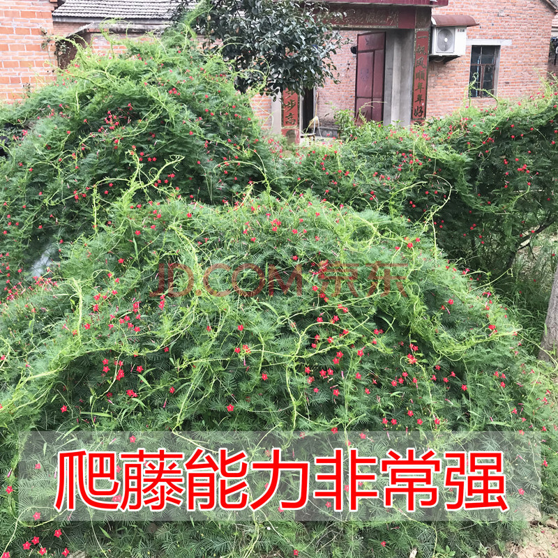 Qcdd 五星花茑萝花种子花种籽子室内阳台爬藤植物四季种易活茑萝50克 图片价格品牌报价 京东