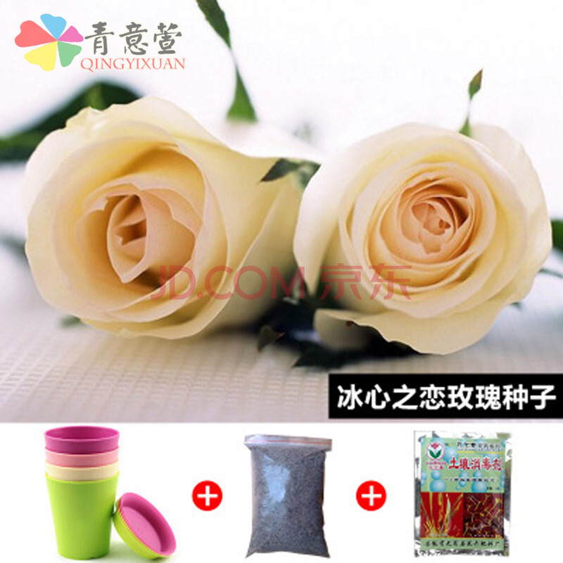 青意萱四季易播玫瑰花种子玫瑰种子玫瑰种子花草植物冰心之恋玫瑰种子套装玫瑰种子50粒 花盆一个 营养土 土壤消毒剂 图片价格品牌报价 京东