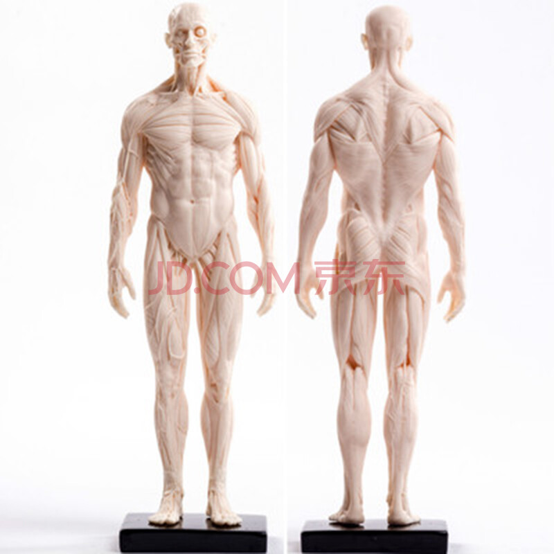 倾阑人体模型绘画绘画临摹人体雕塑人体结构参考模型肌肉骨骼模型美术白色男肌肉 图片价格品牌报价 京东