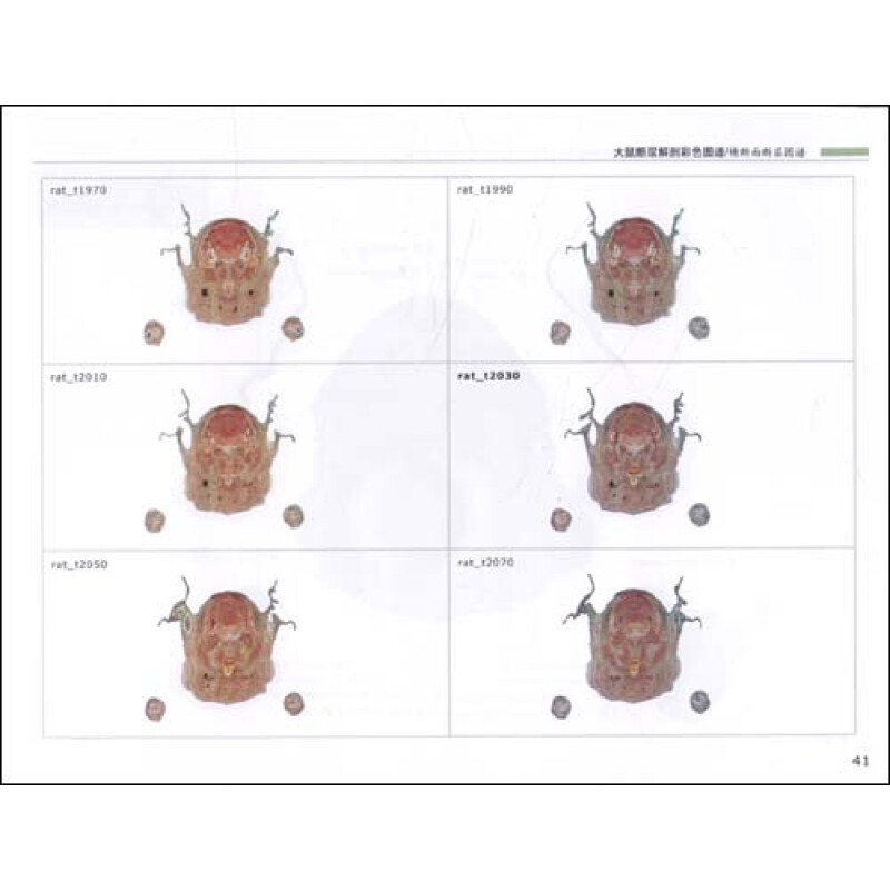 大鼠斷層解剖彩色圖譜(附cd光盤1張)