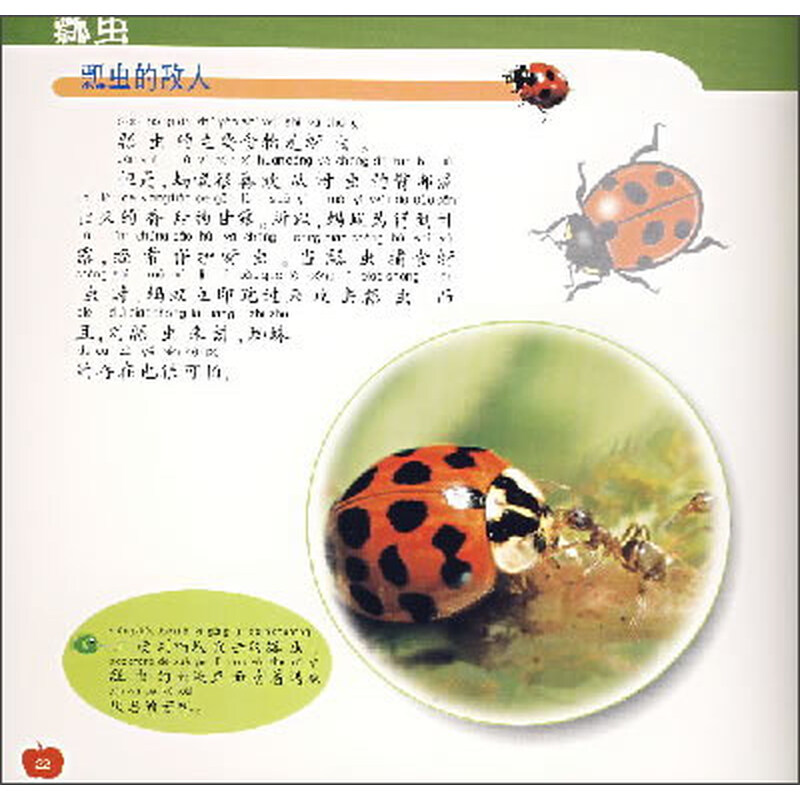 童书 科普/百科 广州出版社 新法布尔自然观察法6:瓢虫(第1辑·昆虫