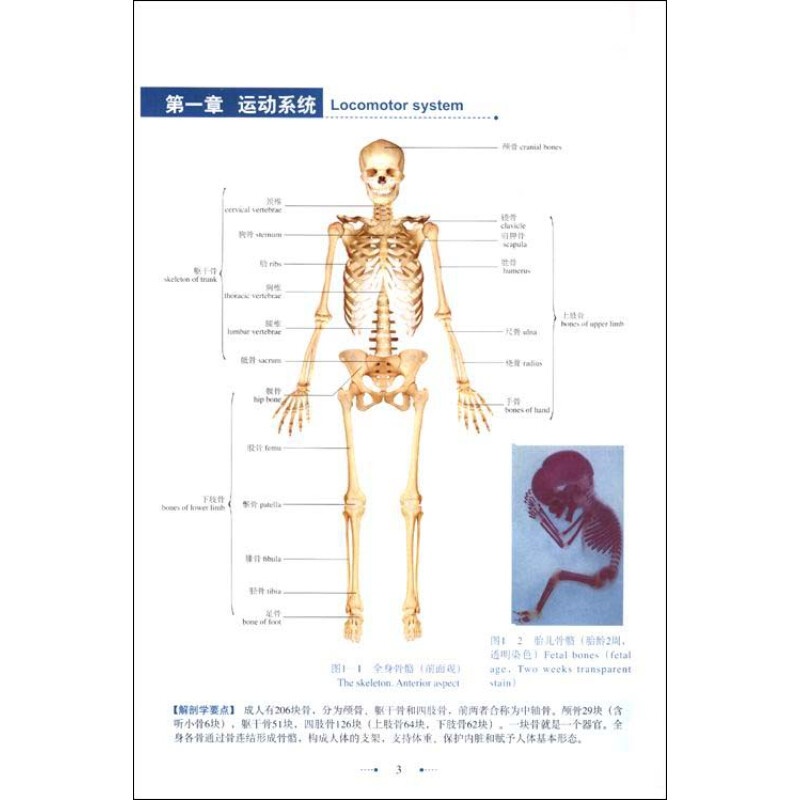 人體解剖學實驗教學的探索與體會