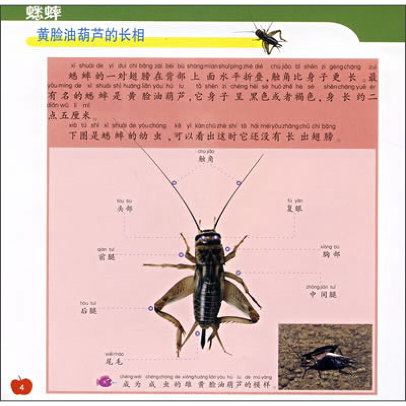 新法布尔自然观察法2:蟋蟀(第1辑·昆虫王国)