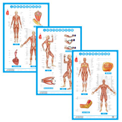 人体肌肉神经解剖挂图1-3