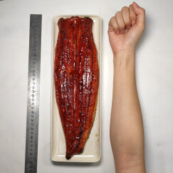 鲟食进口东星斑900-1000g鲜活冷冻石斑鱼黄花鱼白鲳鱼老虎斑龙胆斑海鲜水产餐厅酒店 活烤鳗鱼 1400-1600g/条