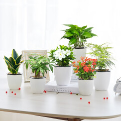 红豆（Hodo） 栀子花月季花芦荟绿萝发财树办公室内桌面观叶绿植盆栽花卉四季开花植物观叶盆景四季常绿 划算量贩×6盆组合A