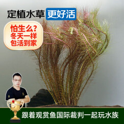 云峰海瑞水草活体懒人草鱼缸造景活体水草套餐鱼缸水草有茎类中后景真水草 【好养易活】红松尾（5只一组）