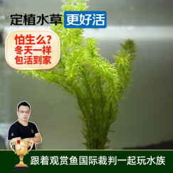 云峰海瑞水草活体懒人草鱼缸造景活体水草套餐鱼缸水草有茎类中后景真水草 【好养易活】蜈蚣草（6-7只一组）